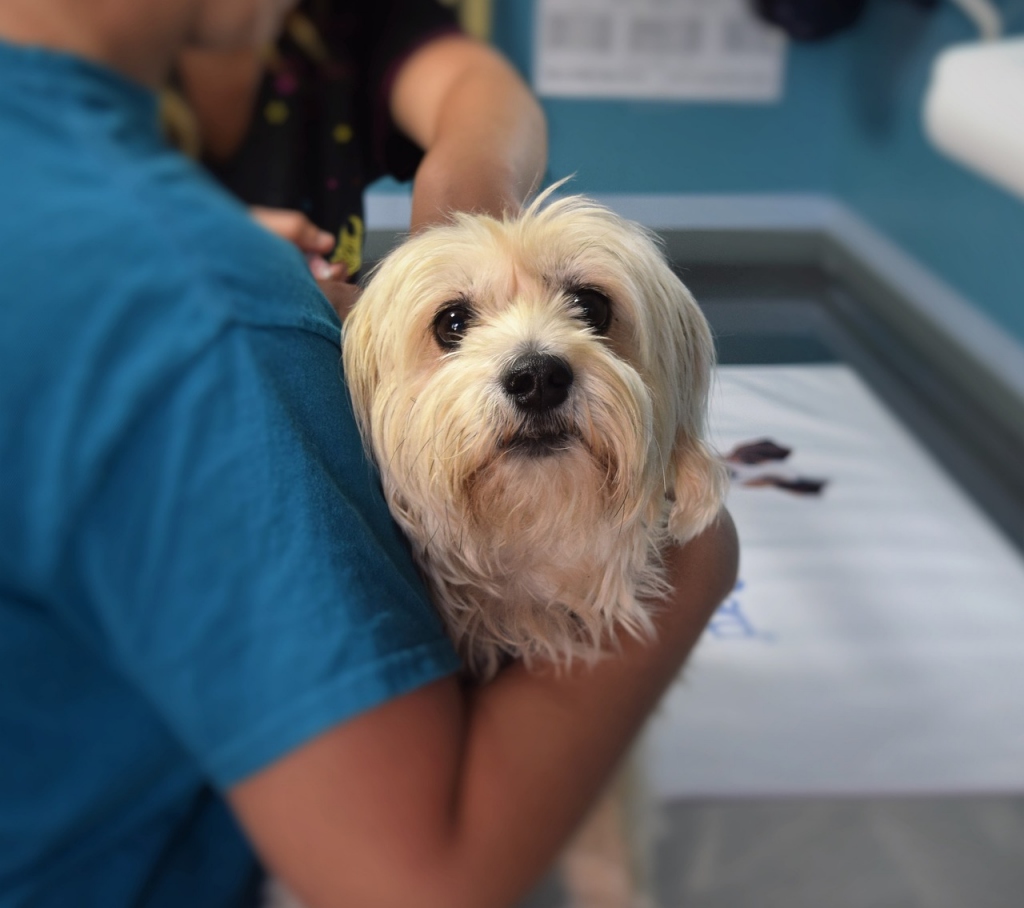 Find Local: Vets in Bournemouth, Christchurch, Poole & Dorset