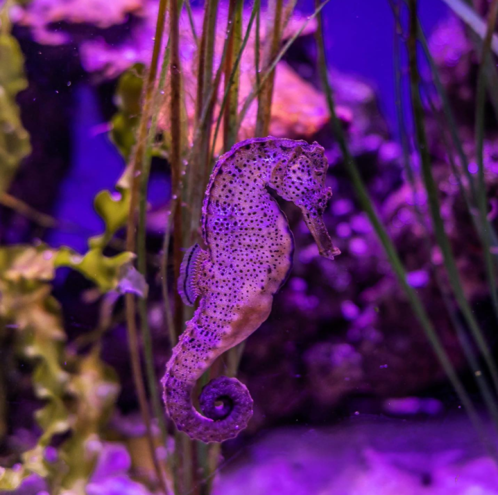 I Visited Weymouth SEA LIFE Adventure Park - Here's Why You Should Too