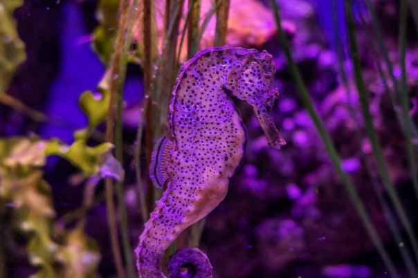 I Visited Weymouth SEA LIFE Adventure Park - Here's Why You Should Too