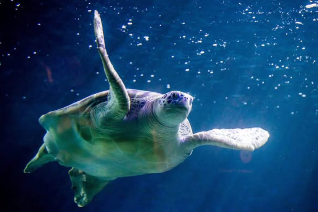 I Visited Weymouth SEA LIFE Adventure Park - Here's Why You Should Too