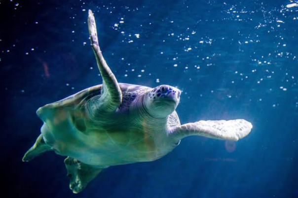I Visited Weymouth SEA LIFE Adventure Park - Here's Why You Should Too
