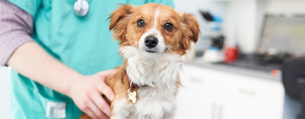 Cedar Veterinary Group Verwood - Dorset Vets