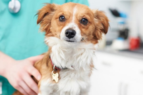 Cedar Veterinary Group Verwood - Dorset Vets