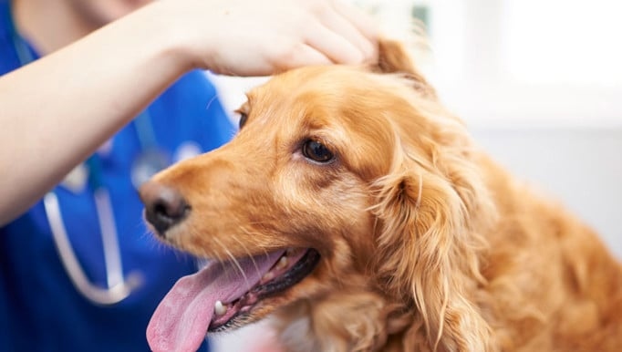 Cedar Veterinary Group Verwood - Dorset Vets