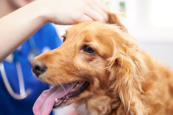 Cedar Veterinary Group Verwood - Dorset Vets