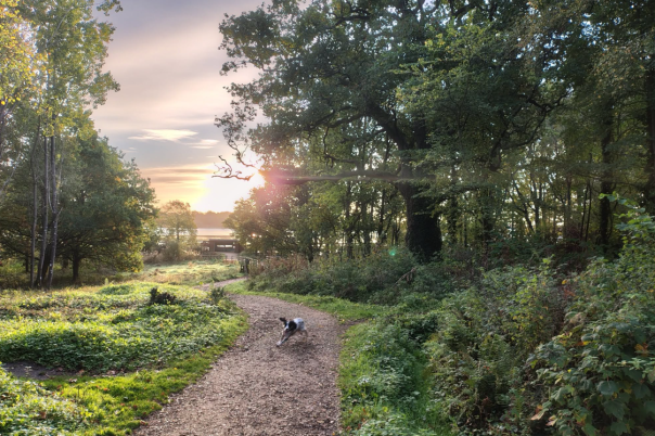 Why Upton Country Park Should Be on Your Dorset Bucket List