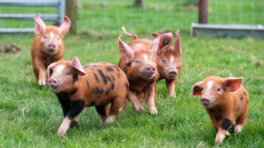 Exploring Farmer Palmer's - I Now Understand Why Kids Love This Dorset Farm Park