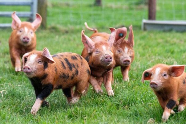 Exploring Farmer Palmer's - I Now Understand Why Kids Love This Dorset Farm Park
