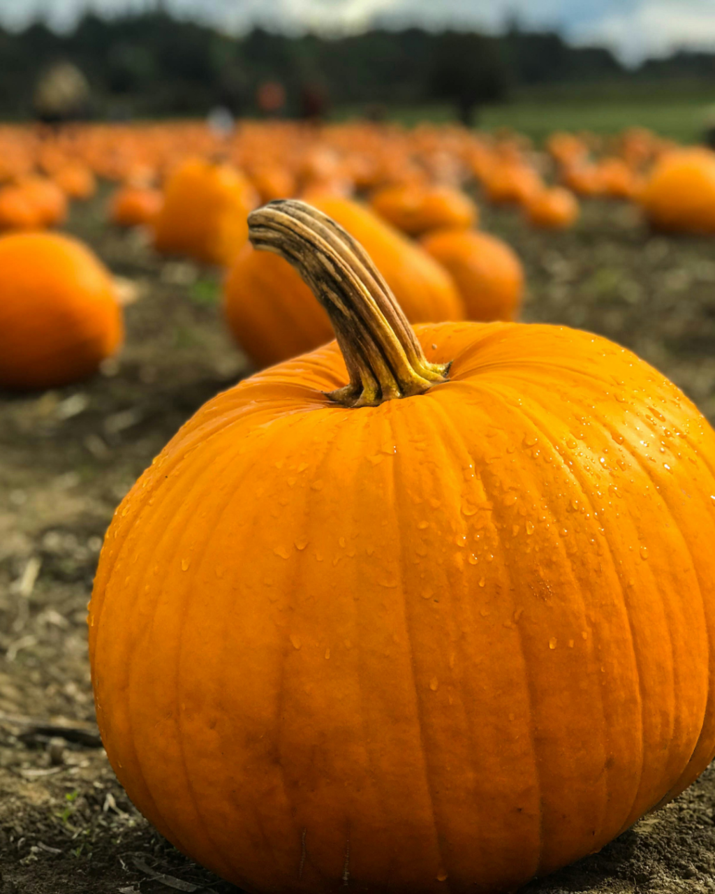 Pumpkin Picking in Dorset 2026: Farms, Dates and Prices