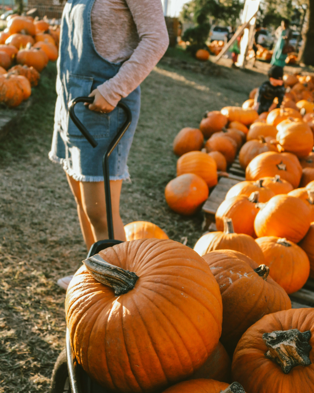 Pumpkin Picking in Dorset 2026: Farms, Dates and Prices