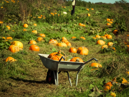 Pumpkin Picking in Dorset 2026: Farms, Dates and Prices