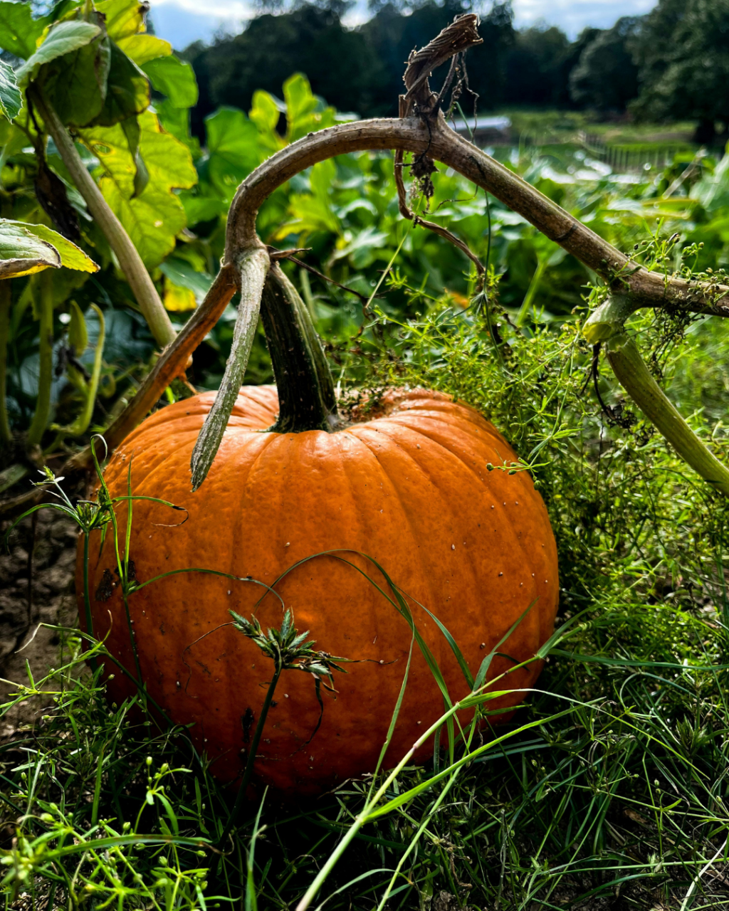 Pumpkin Picking in Dorset 2026: Farms, Dates and Prices