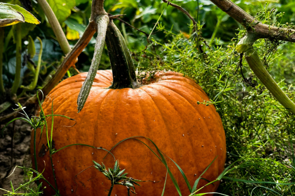 Pumpkin Picking in Dorset 2026: Farms, Dates and Prices