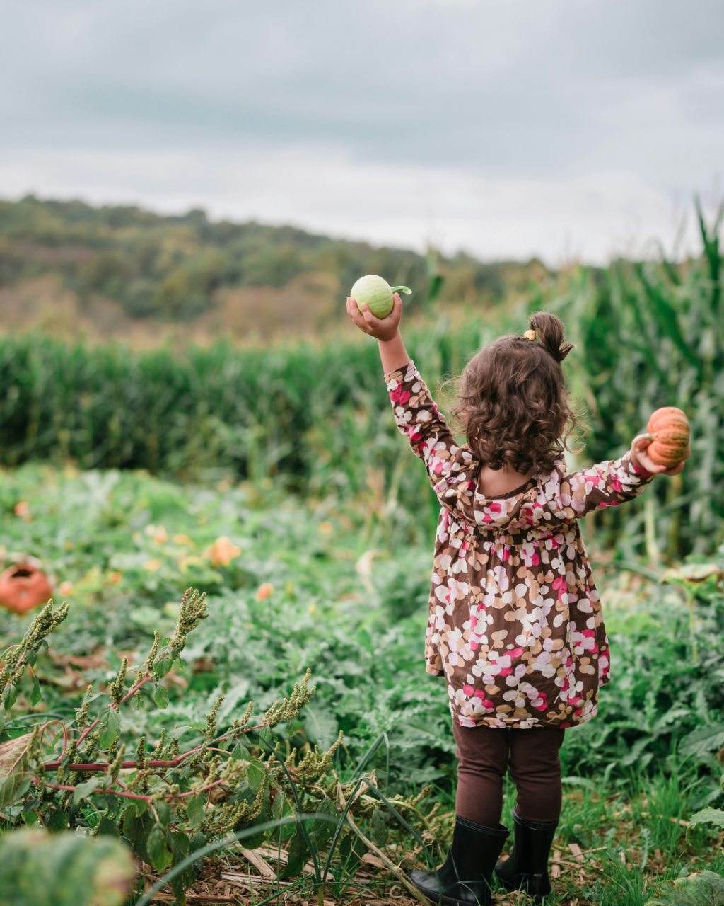 Pumpkin Picking in Dorset 2026: Farms, Dates and Prices