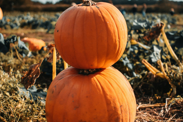 Pumpkin Picking in Dorset 2026: Farms, Dates and Prices