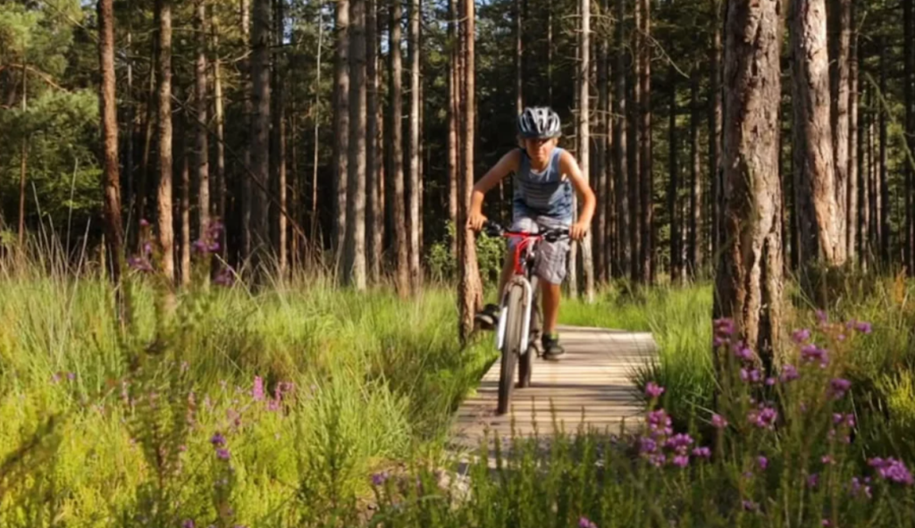 Moors Valley Country Park & Forest: Visitor Guide