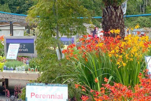 Wimborne Garden Centre