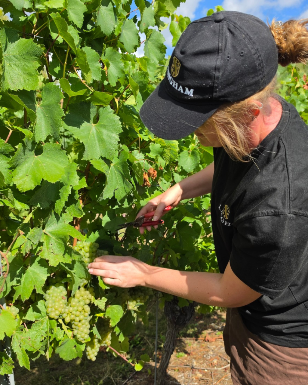 The Dorset Vineyard Edit: Where to Taste English Wine This Autumn