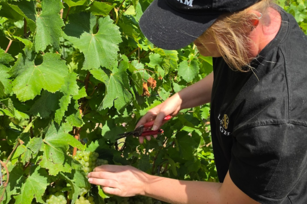 The Dorset Vineyard Edit: Where to Taste English Wine This Autumn