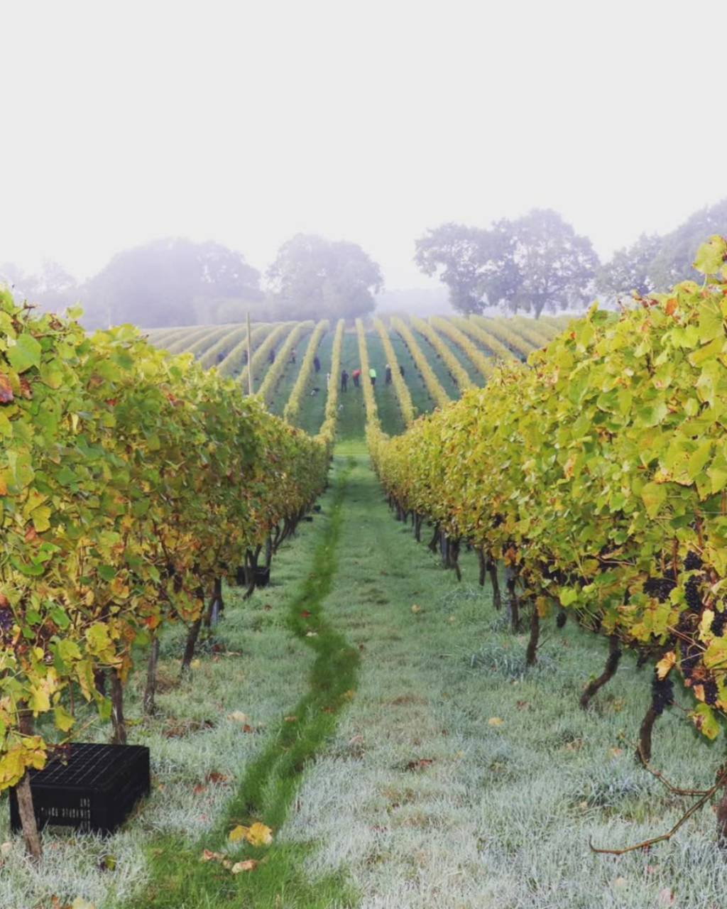 The Dorset Vineyard Edit: Where to Taste English Wine This Autumn