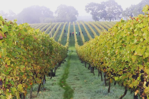 The Dorset Vineyard Edit: Where to Taste English Wine This Autumn
