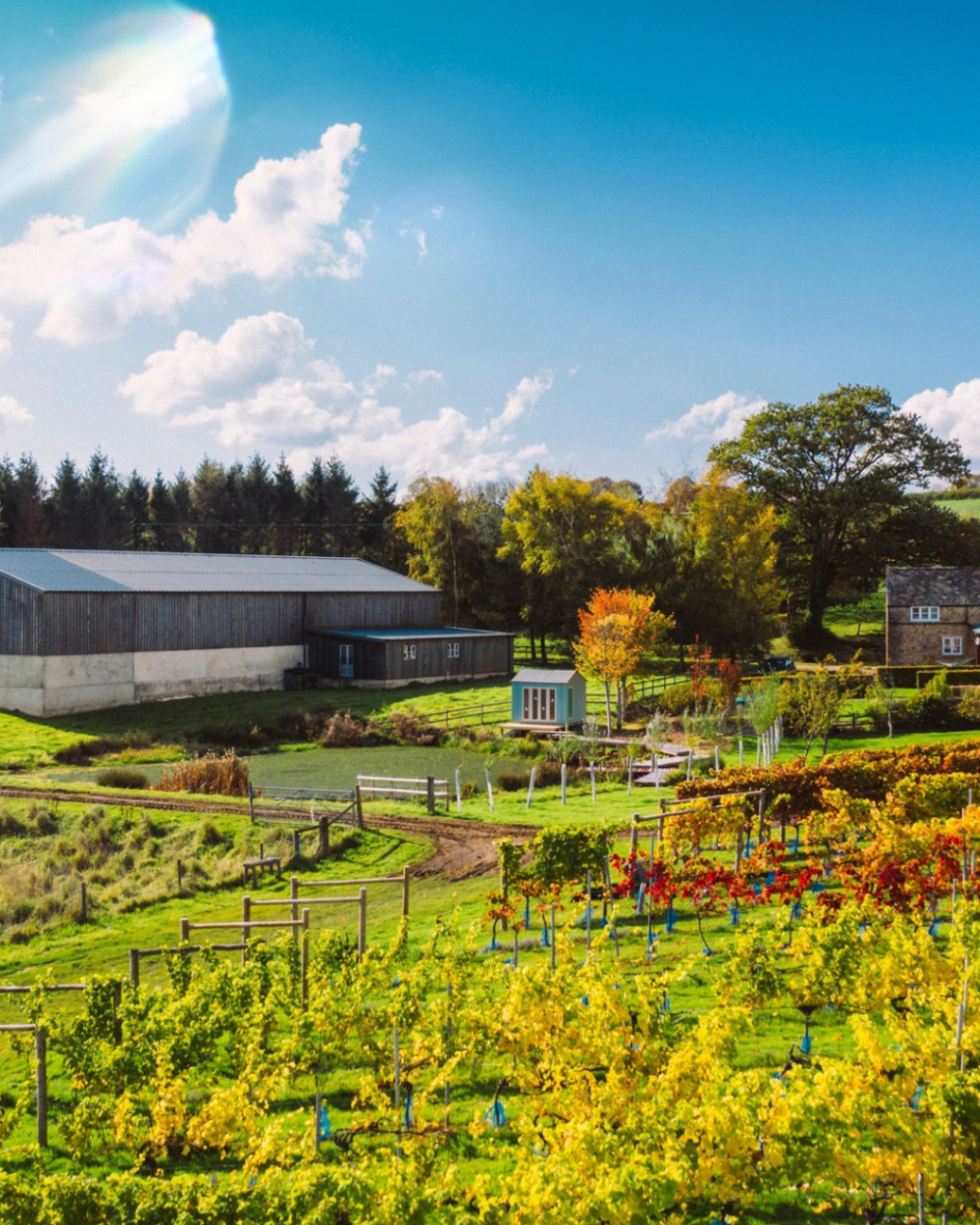 The Dorset Vineyard Edit: Where to Taste English Wine This Autumn