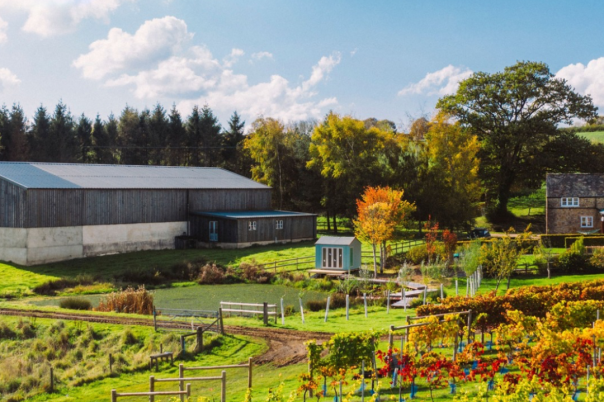 The Dorset Vineyard Edit: Where to Taste English Wine This Autumn