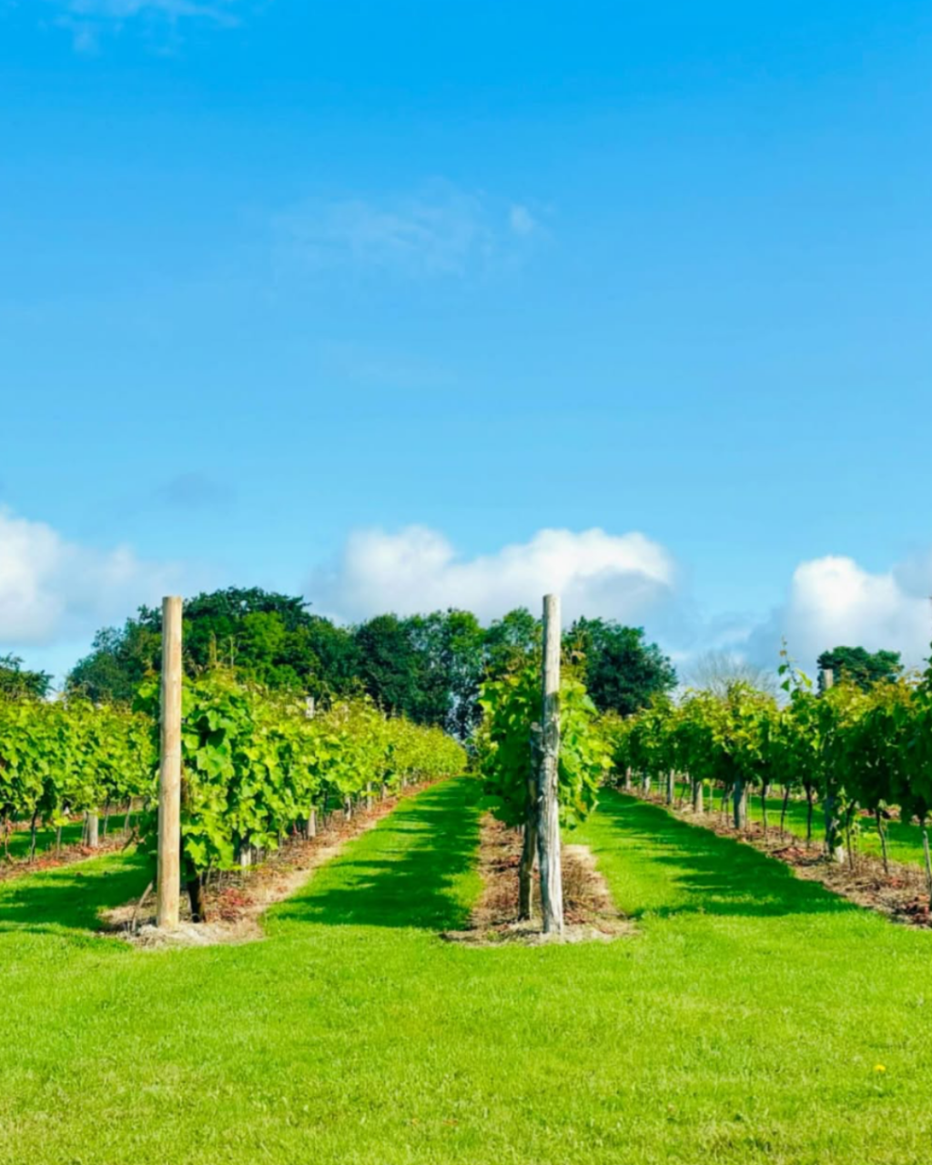 The Dorset Vineyard Edit: Where to Taste English Wine This Autumn