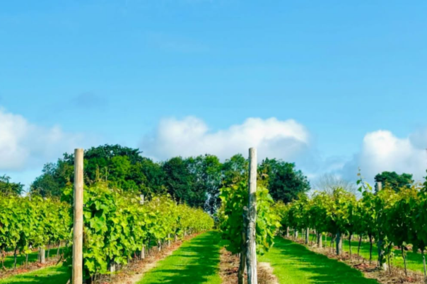 The Dorset Vineyard Edit: Where to Taste English Wine This Autumn