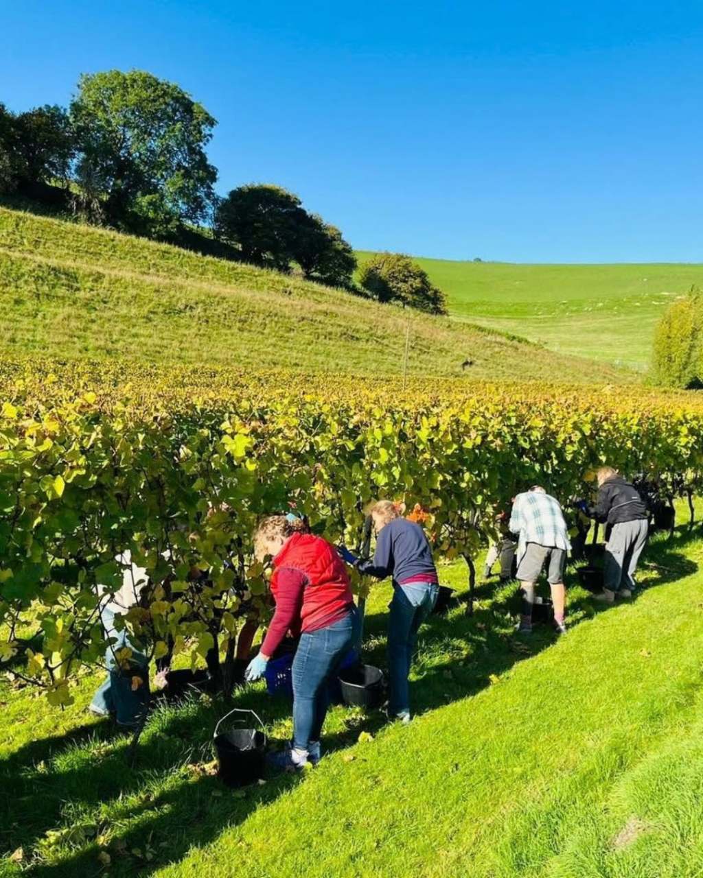 The Dorset Vineyard Edit: Where to Taste English Wine This Autumn
