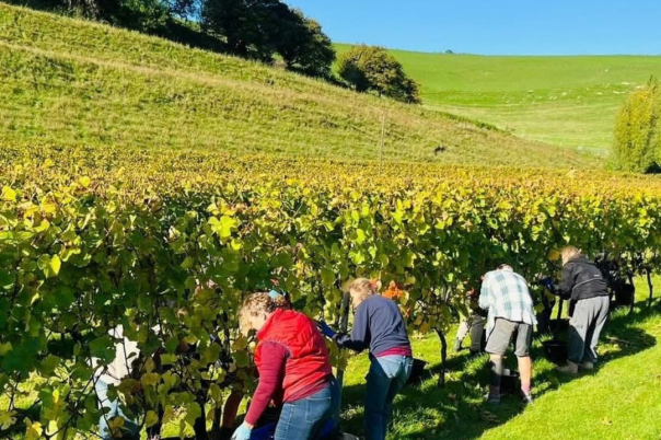 The Dorset Vineyard Edit: Where to Taste English Wine This Autumn