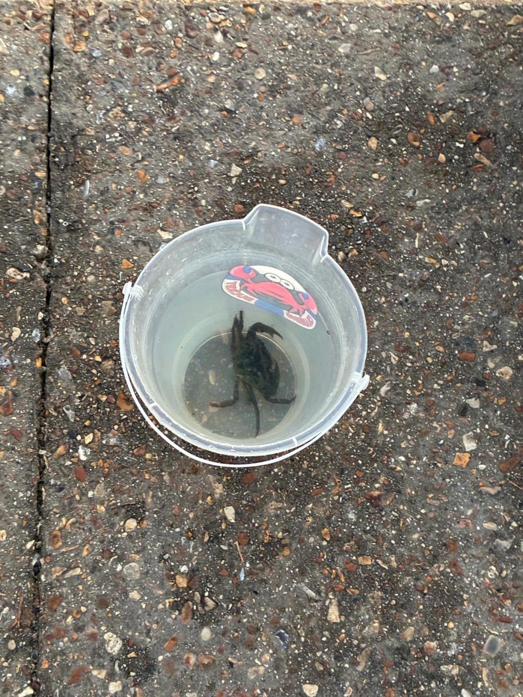 Crabbing at Mudeford Quay