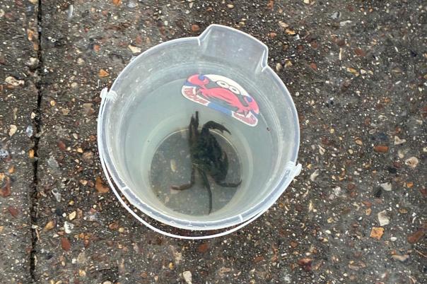 Crabbing at Mudeford Quay