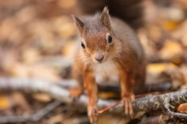 Exploring Brownsea Island: A National Trust Adventure