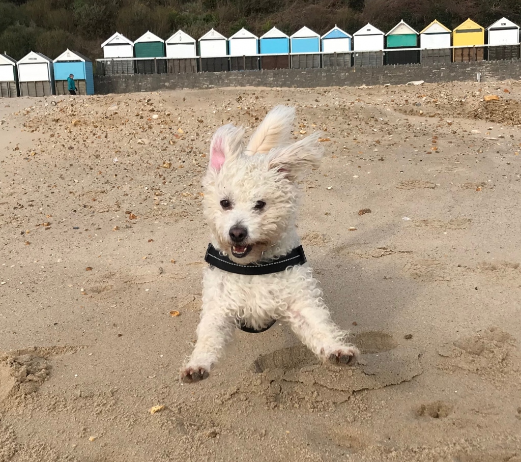 Furry Little Rascals - Dog Walking & Pet Sitting