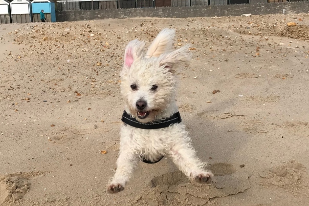 Furry Little Rascals - Dog Walking & Pet Sitting