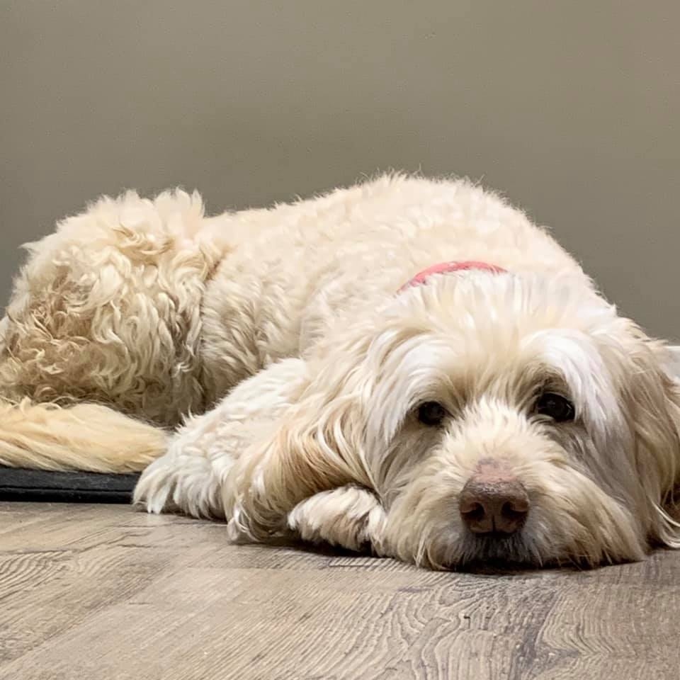 Furry Little Rascals - Dog Walking & Pet Sitting