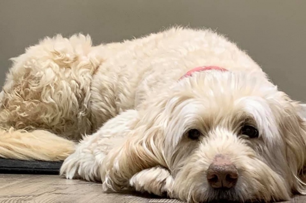 Furry Little Rascals - Dog Walking & Pet Sitting