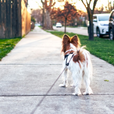 Find Local: Pet Care Services, Dog Walking and Pet Sitting in Southbourne