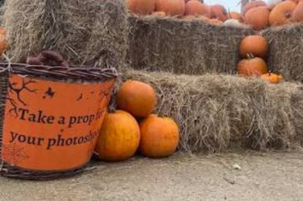 Halloween Events in Poole 2026: Family Days Out, Trails and Spooky Shows