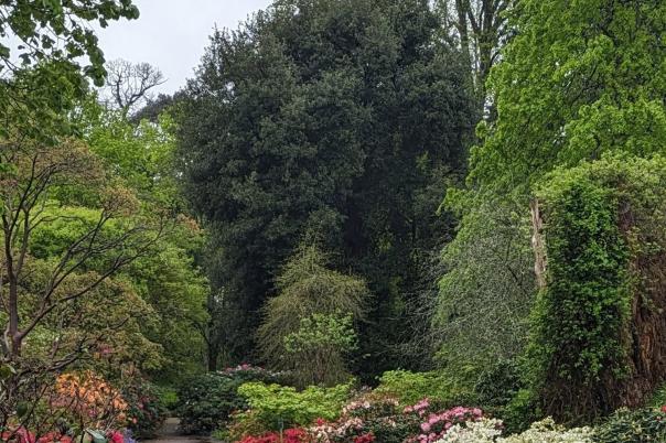 Kingston Lacy Dorset: National Trust House, Gardens, History & Visitor Guide