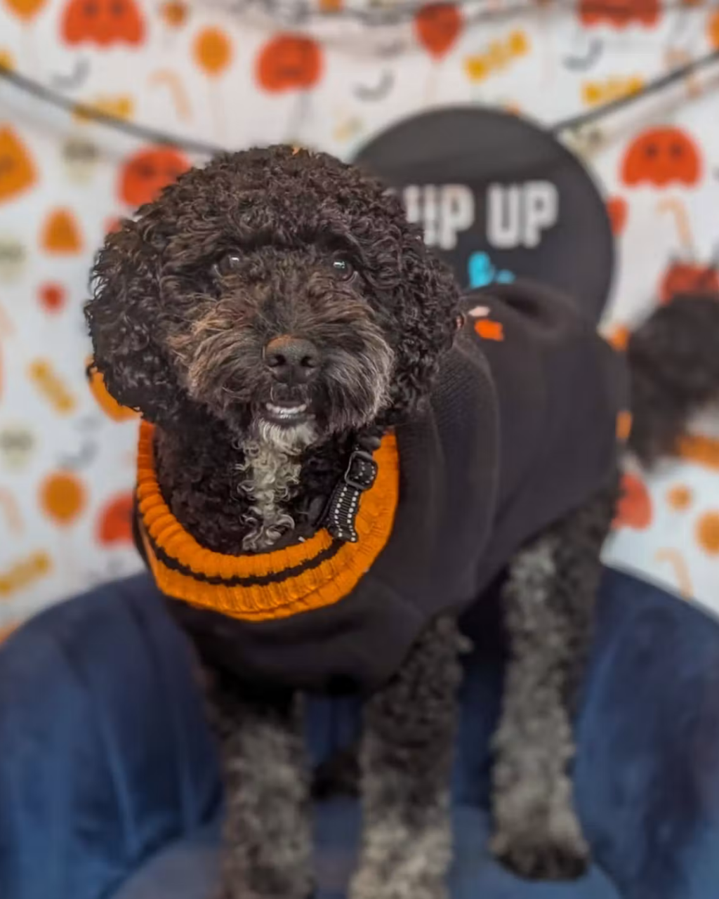 Halloween Events in Southbourne 2026: Parties, Dog Cafés and Pumpkin Fest Preview