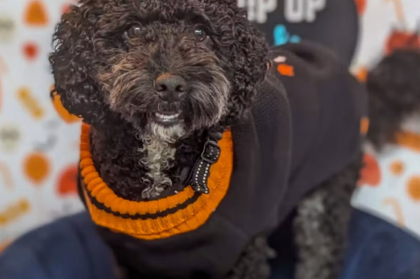 Halloween Events in Southbourne 2026: Parties, Dog Cafés and Pumpkin Fest Preview