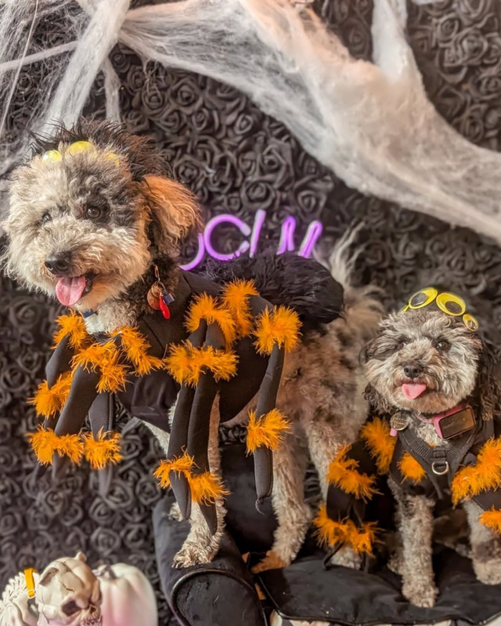 Halloween Events in Southbourne 2026: Parties, Dog Cafés and Pumpkin Fest Preview