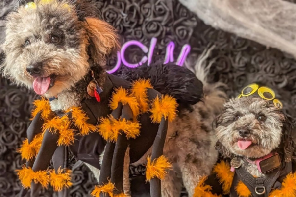 Halloween Events in Southbourne 2026: Parties, Dog Cafés and Pumpkin Fest Preview