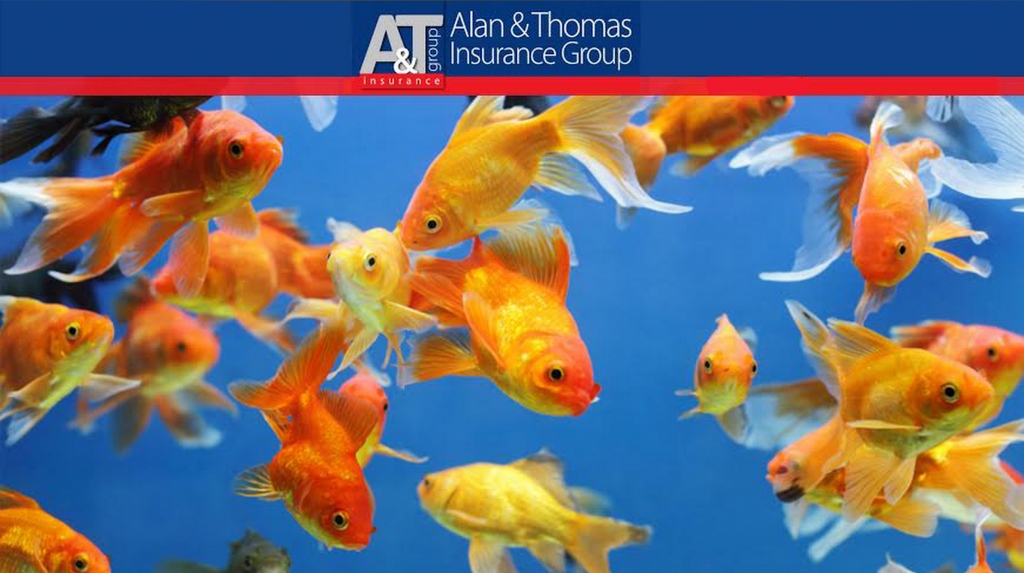 Insurance Brokers & Agents in Dorset