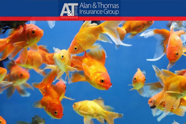 Insurance Brokers & Agents in Dorset