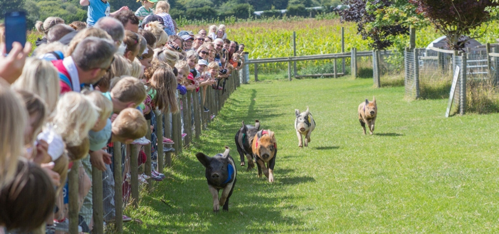 Guide to Family Attractions in Dorset