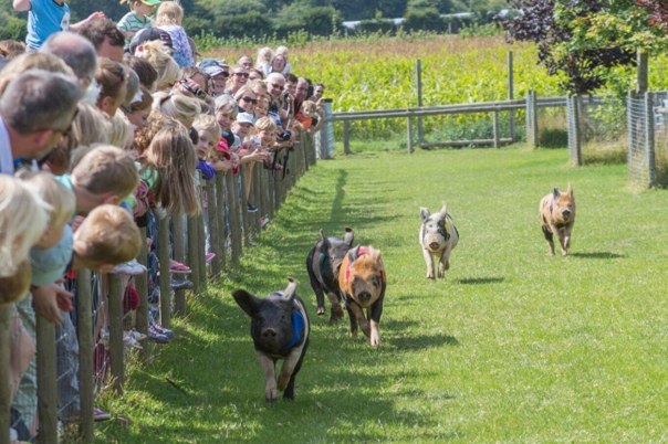 Guide to Family Attractions in Dorset