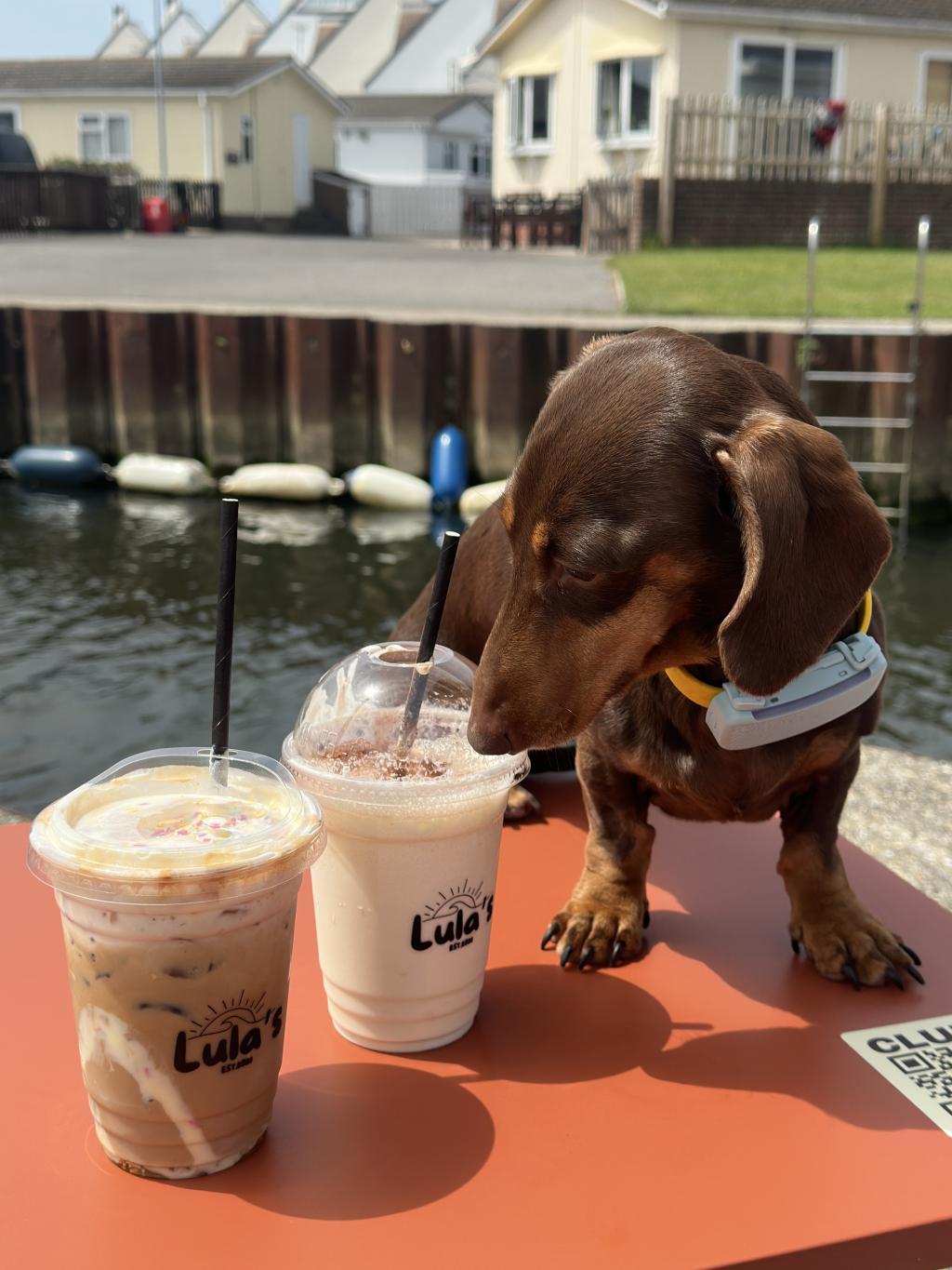 Lula's Coffee Opens at Club Casita: Christchurch's New Riverside Coffee Spot